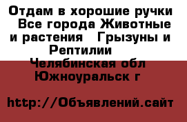 Отдам в хорошие ручки - Все города Животные и растения » Грызуны и Рептилии   . Челябинская обл.,Южноуральск г.